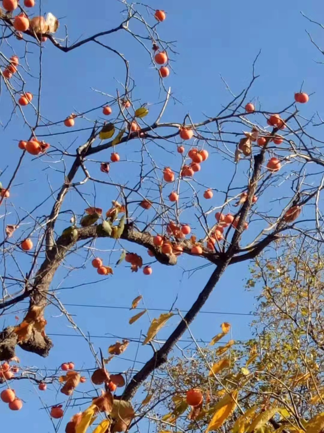 脆甜柿子怎么制作,甜柿子多少钱一斤