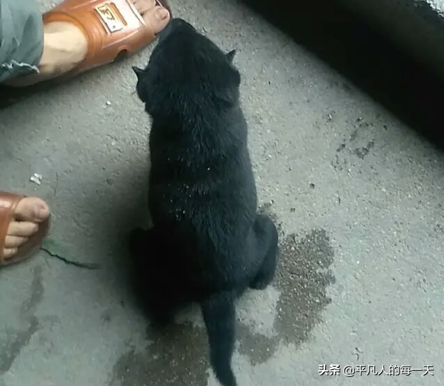 在农村养狗下狗崽卖能不能挣到钱？听听小伙子的看法