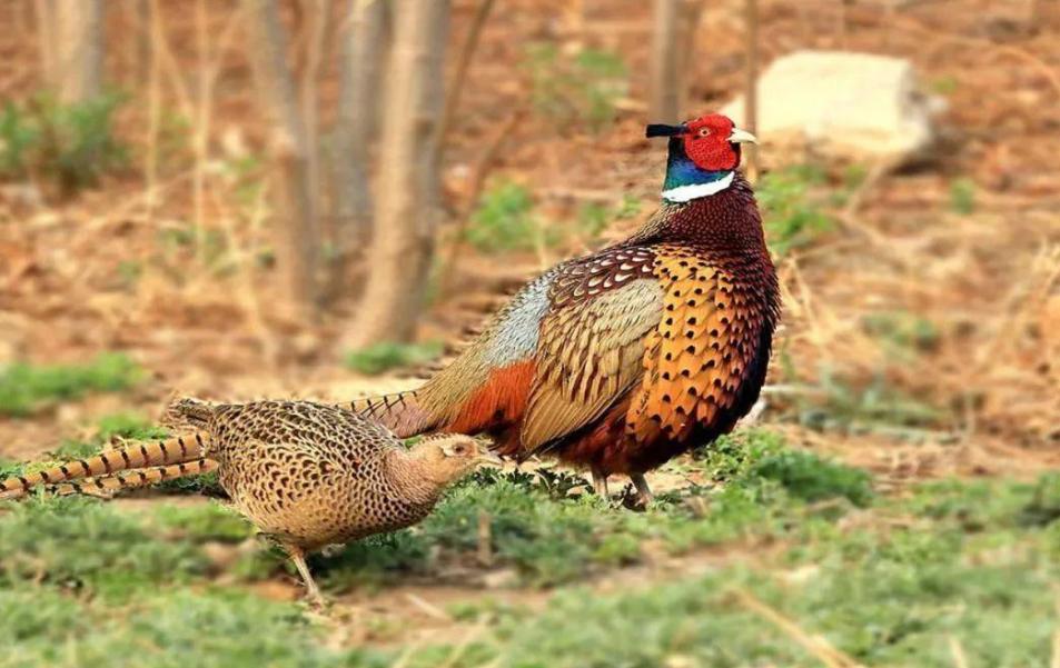 东北野鸡泛滥成灾的视频,东北野鸡泛滥成灾视频