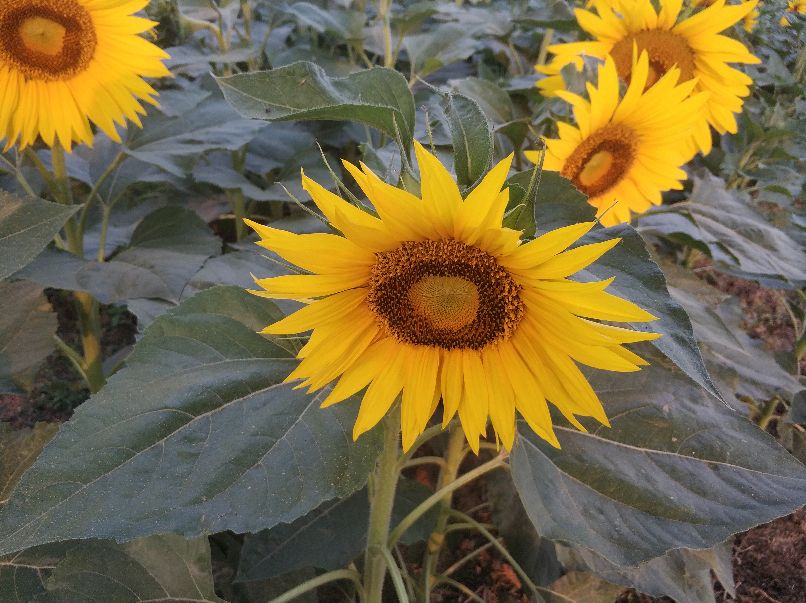 高考向日葵花束包装一举夺魁,一举夺魁一家长手捧向日葵花束