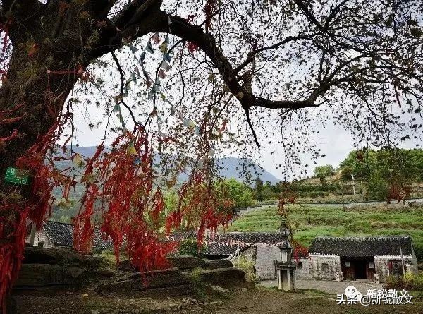 盐水女神的内容概述,盐水女神简短视频