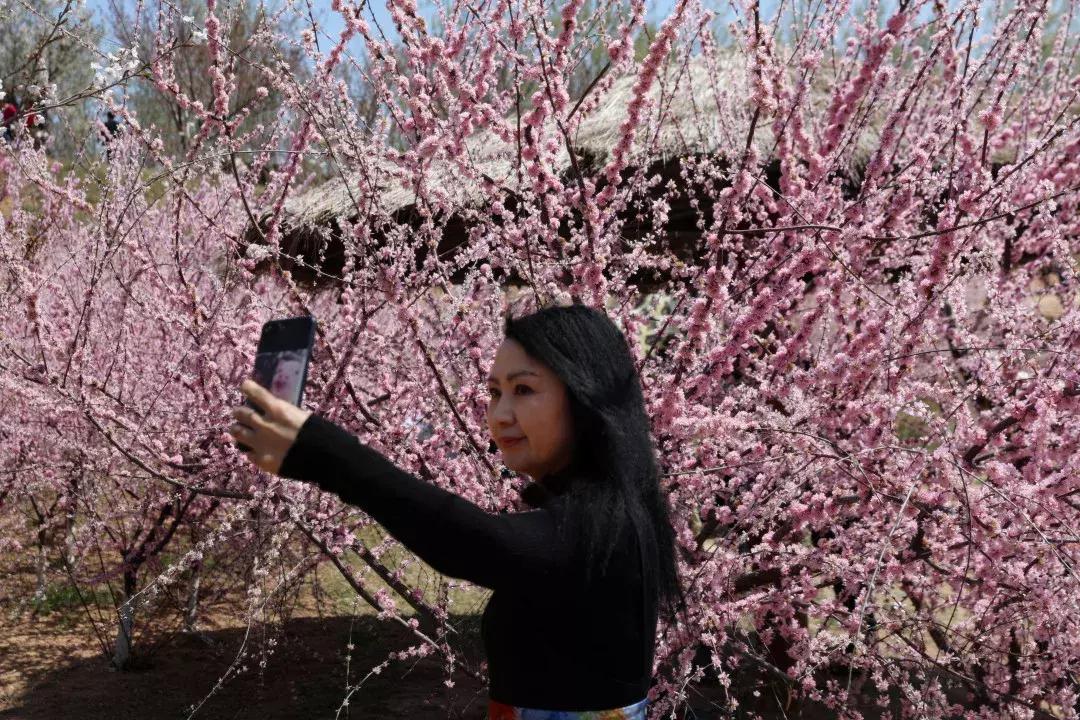 一起去旅顺赏樱花,旅顺樱花节美景