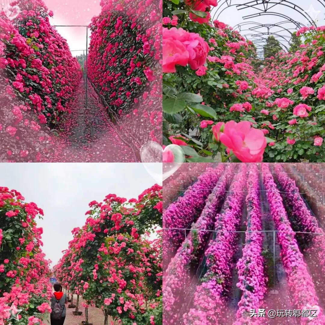 郫都区最美的花海,成都郫都花乡玫瑰开放了吗