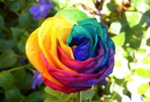 宿迁神苗是真的吗,宿迁的苗木为什么叫神苗