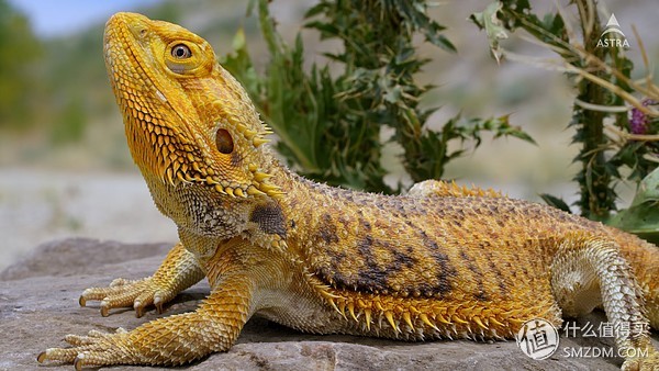 微鲸投影仪k1和e2plus的区别,微鲸投影仪k1和k1plus区别