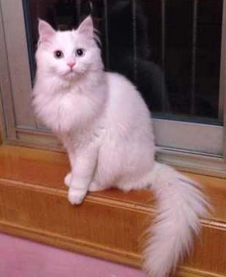 土猫的品种大全图片,中国土猫有哪些品种你认识多少