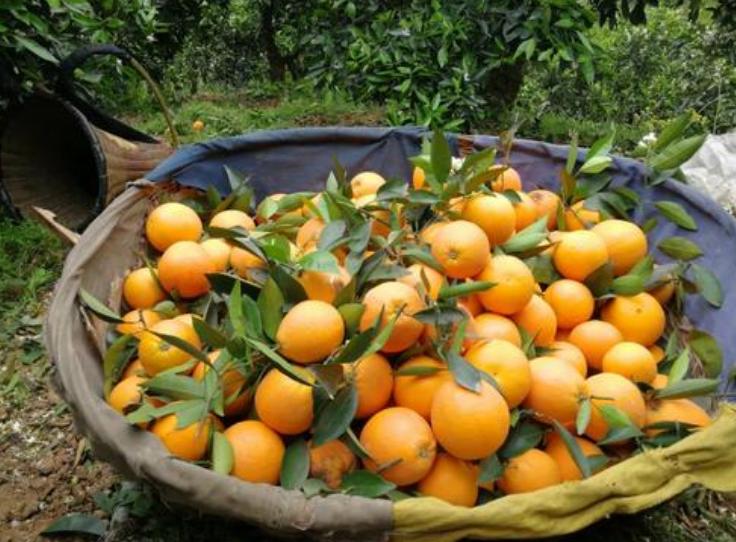 几十万斤鲜橙“烂在手里”，大爷却只能干着急，落下无助泪水