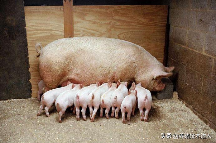 母猪产前喂什么药预防仔猪拉稀,由母猪带毒引起的仔猪拉稀怎么治