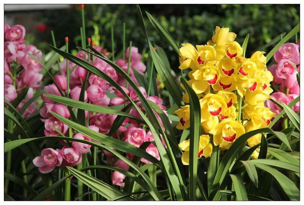 花店三八妇女节该如何准备,三八妇女节花店运营的五个步骤