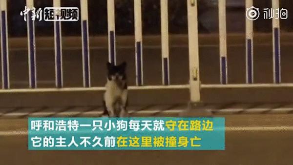 武汉禁狗令哪些品种,武汉养狗办证要在哪里办