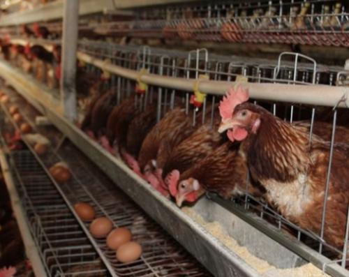 沙门氏杆菌家禽怎么预防,养殖场沙门氏菌预防方法