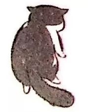 猫咪如何检测猫瘟,猫咪致死性疾病