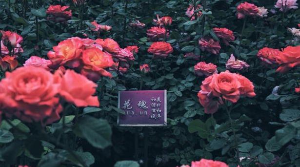 天津莫奈花园油画沙龙,带你去莫奈的画里花园