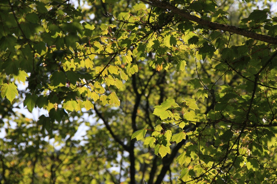 米亚罗-大美理礼县