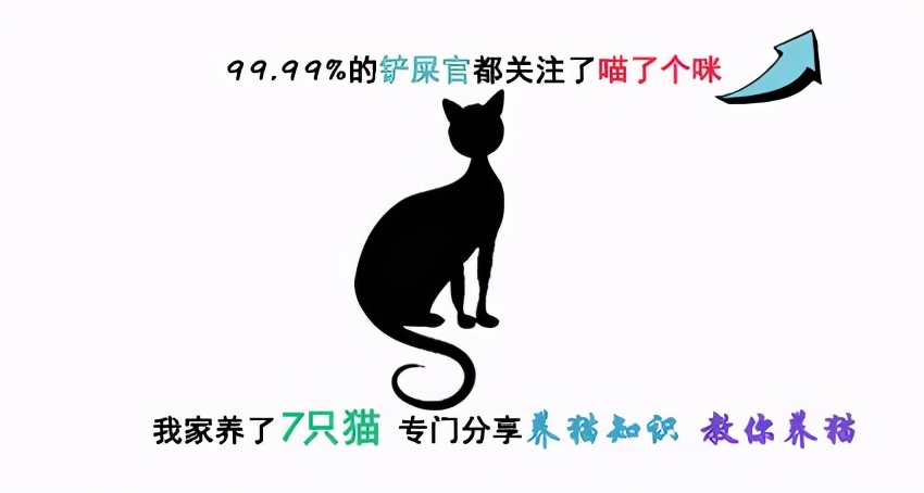 新手怎么养2个月多小奶猫,如何喂养一个月的小奶猫