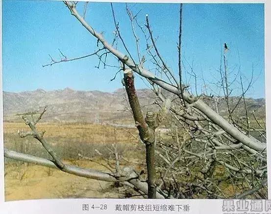 5年红富士苹果树冬季修剪技术,苹果树的冬季修剪技术视频