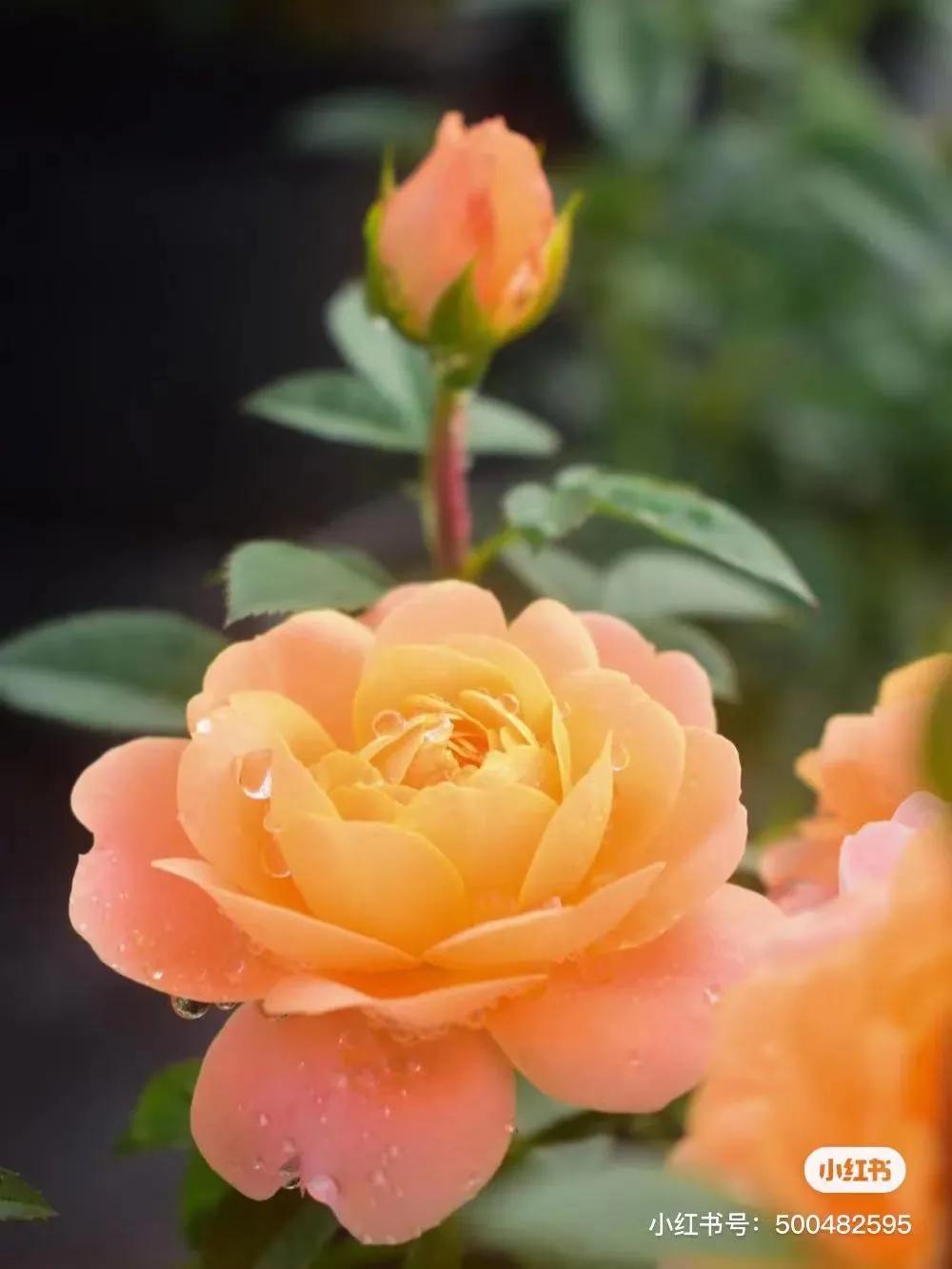 获得worldrose的12款月季品种,露台月季品种推荐