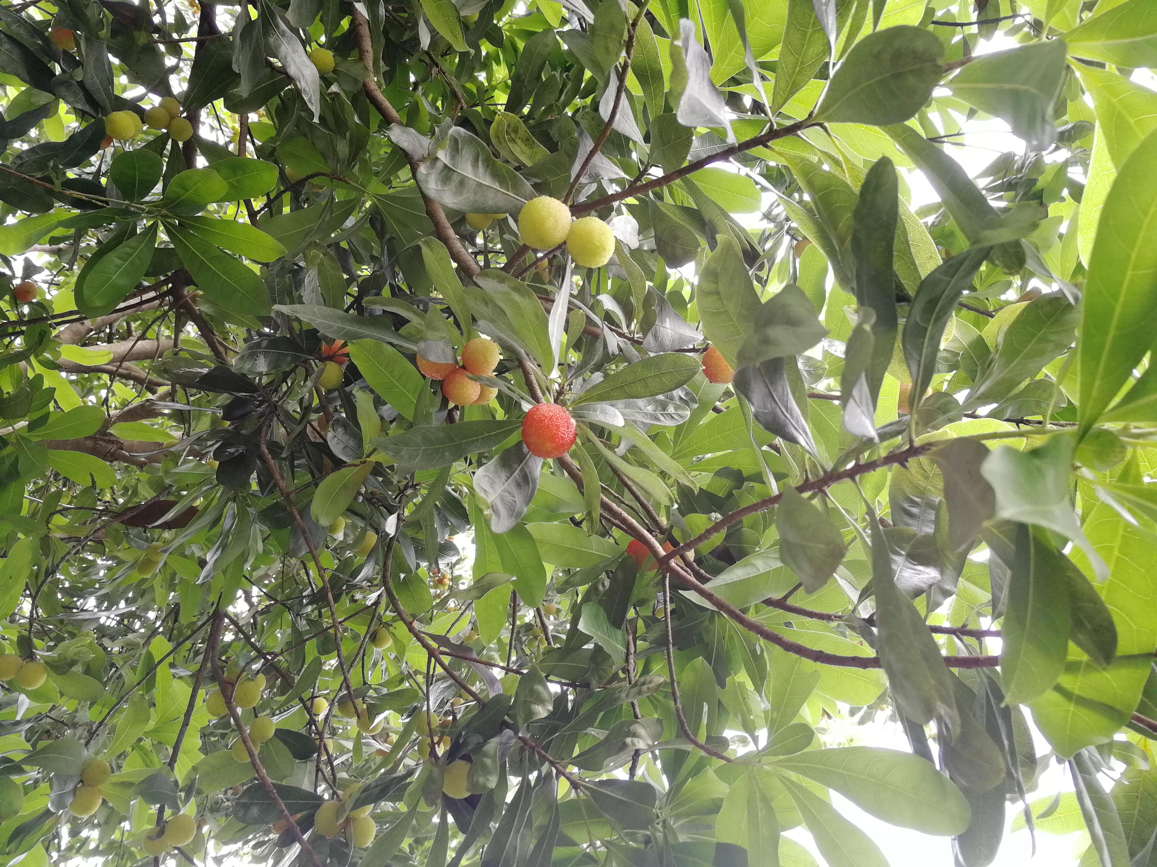 长沙梅溪湖,长沙梅溪湖步步高