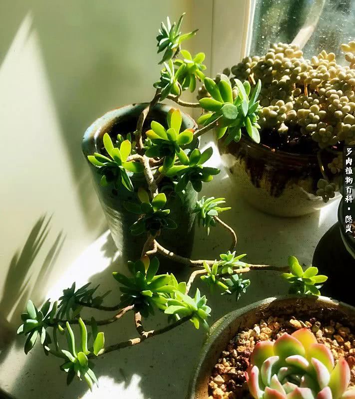 顺风不浪逆风不怂文字图片,顺风不飘逆风不怂绝境不慌