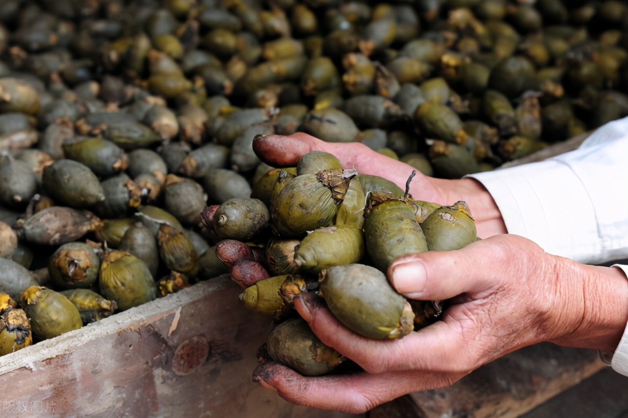 槟榔产业医疗负担远超经济效益,槟榔产业目前已近千亿产值
