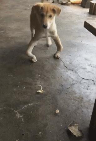 小狗站起来突然歪倒脖子伸直,小狗突然抬起一只脚走路