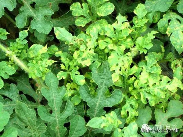 新版西瓜病虫害解决方案,2020西瓜病害视频