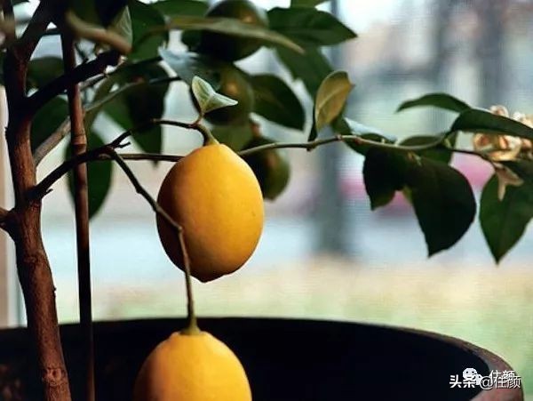 柠檬树装饰材料,柠檬树家居用品