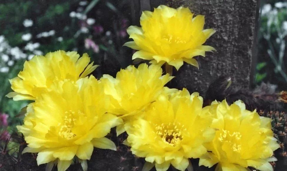 100种仙人球花图片,100种仙人球的品种视频