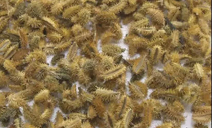 每日学习一味中药香薷,鹤虱中药配方大全