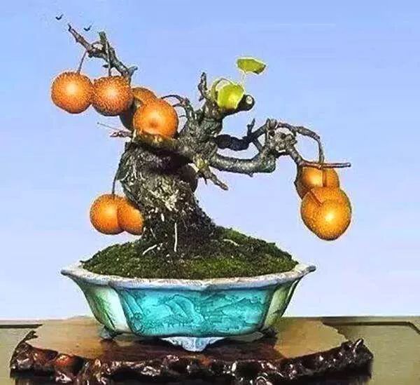 梨树盆景的寓意,梨树盆景大全欣赏