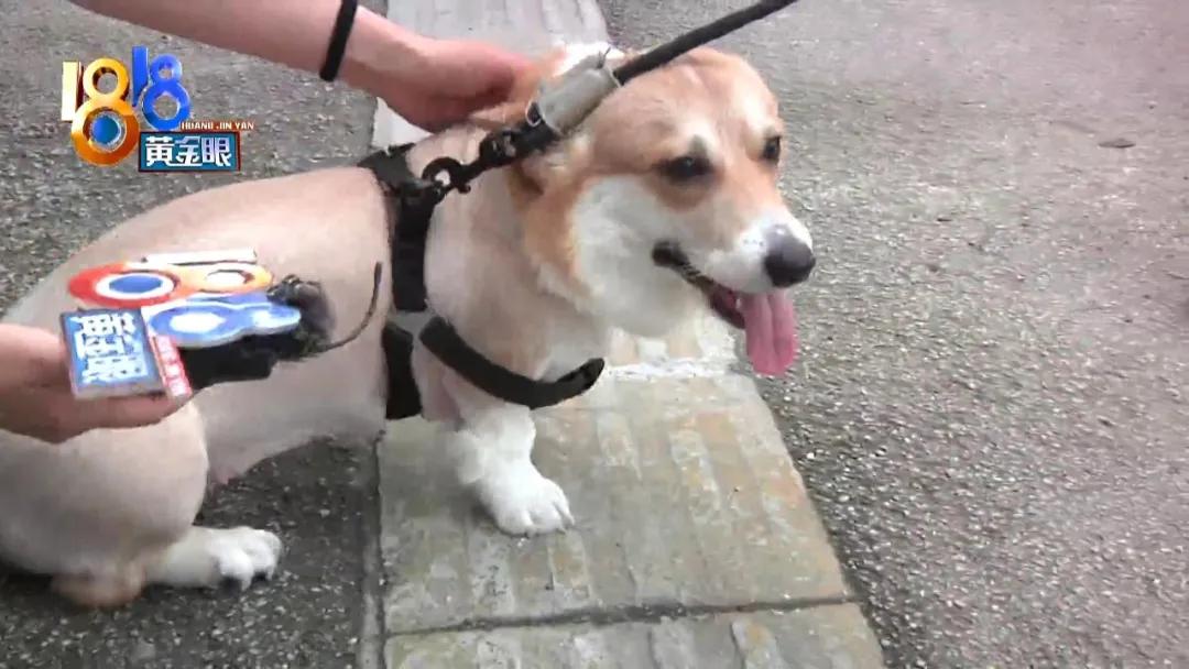 柯基狗毛被剃光,柯基被剃光头的视频