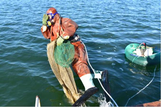 辽宁大连海参采捕正当时,辽宁大连海参捕捞视频