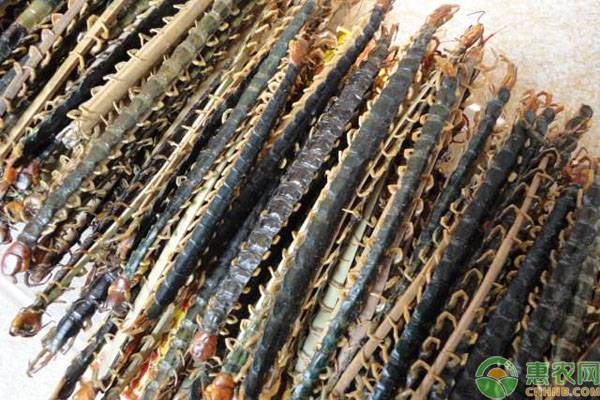 蜈蚣价值多少钱一斤,蜈蚣的中药价格多少钱一斤