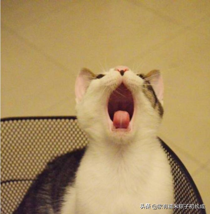 猫咪呕吐未消化完的食物怎么办,猫咪吃完化毛膏呕吐是什么原因