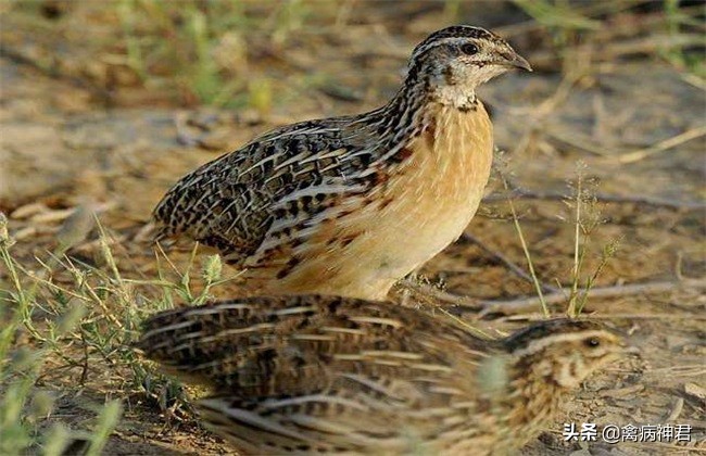 鹌鹑疾病大全图文,鹌鹑常见病和常用药