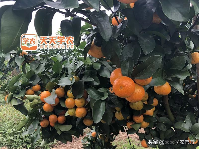 金秋砂糖桔的缺点,今年的金秋砂糖橘