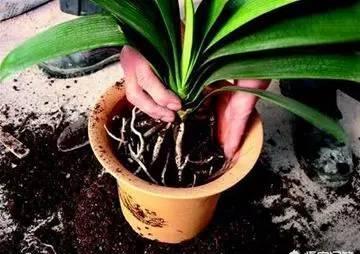 花不用肥买什么,有机肥和磷钾肥养花