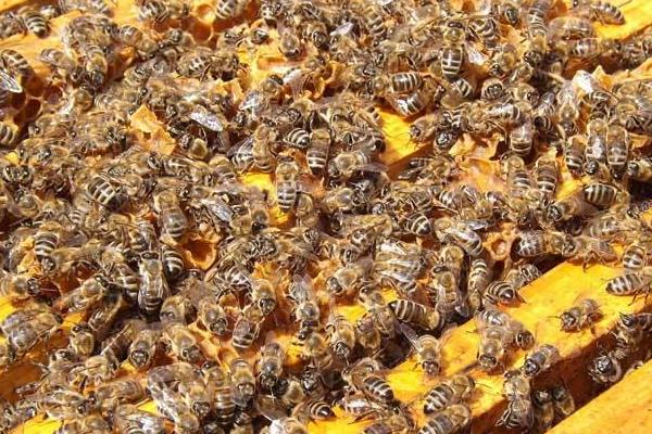 中蜂和意蜂怎么区别,中蜂与意蜂哪个好养一点