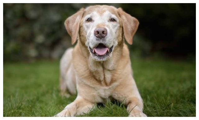 狗狗厌食需要换狗粮吗怎么喂,狗狗厌食吐狗粮怎么回事
