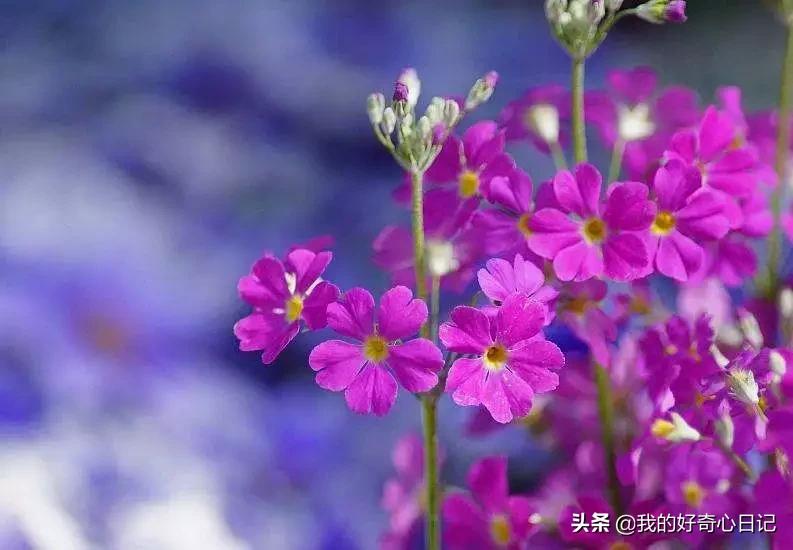 樱花草报春花,报春花樱花草