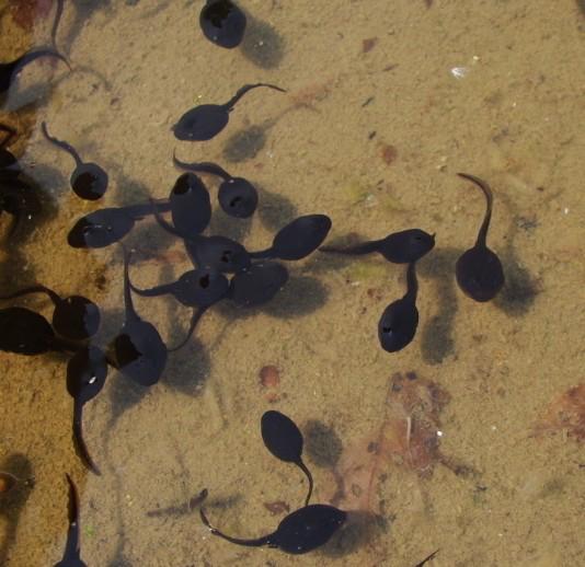 为啥养的蝌蚪没有变成青蛙,蝌蚪会变成青蛙还是癞蛤蟆