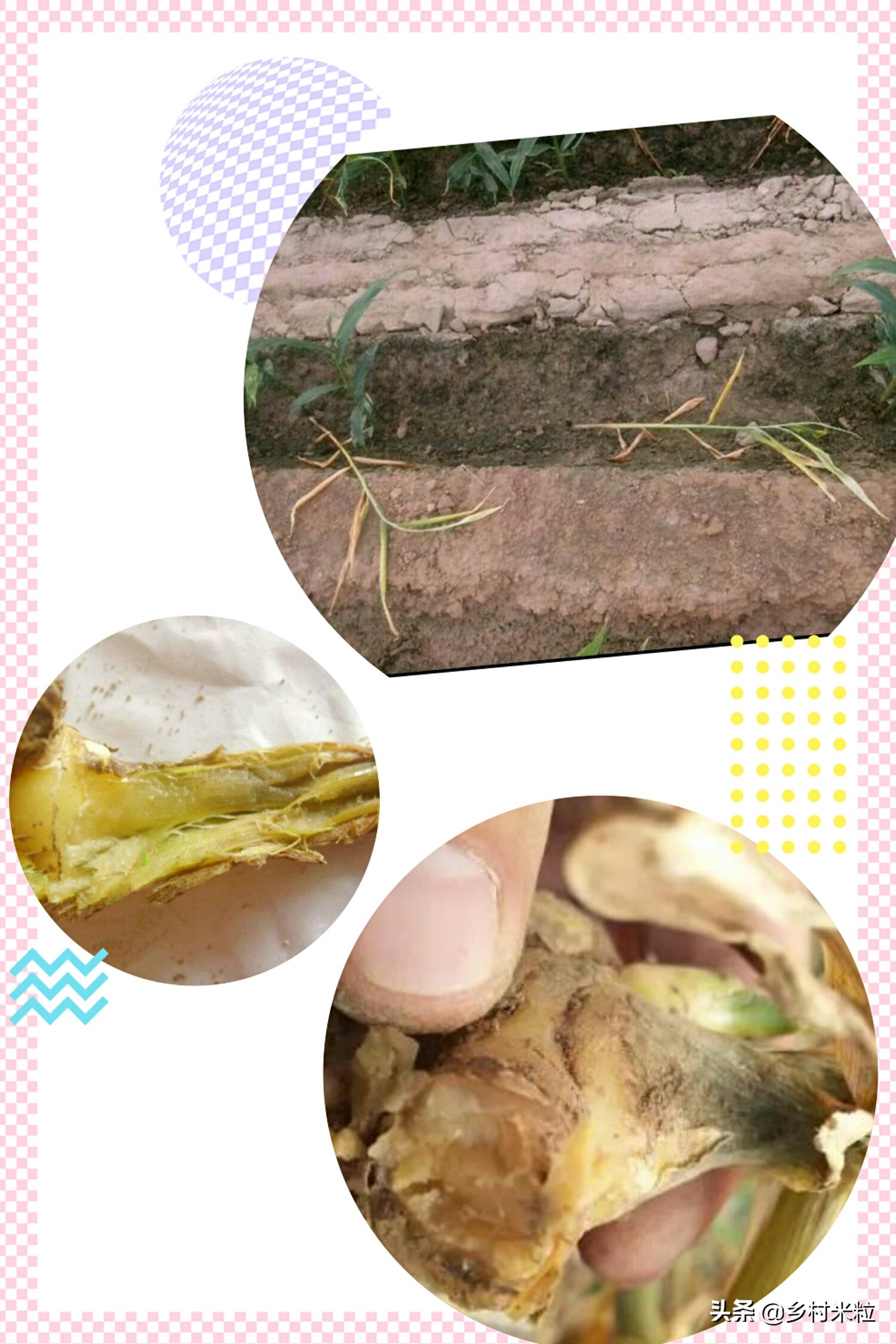 姜治烂脖子偏方,大姜烂脖子的防治方法