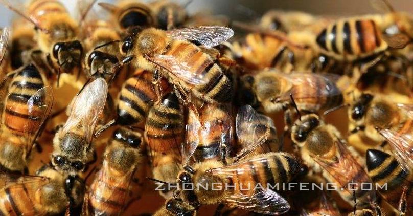 徐祖荫中蜂箱,养蜂技术怎么引蜜蜂