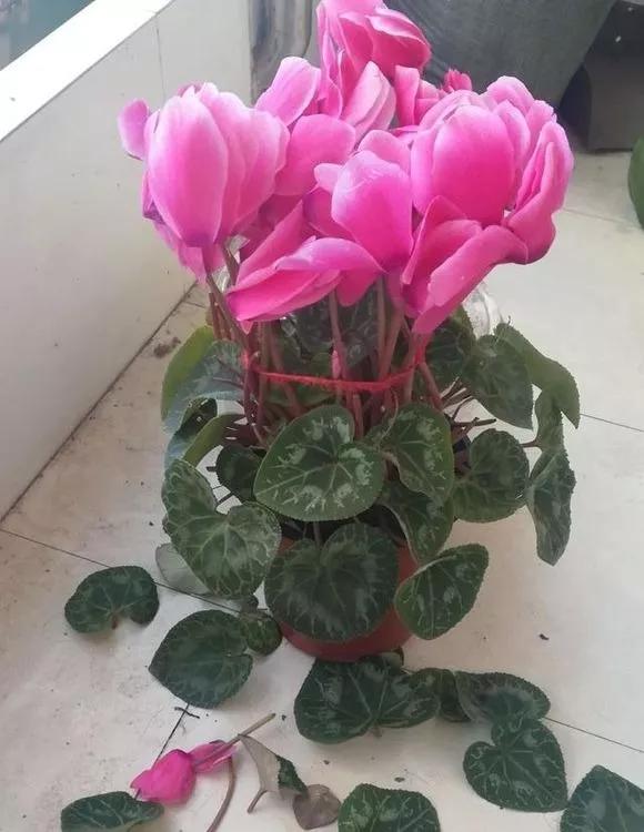 什么花最好养最耐阴,什么花最好种又耐阴