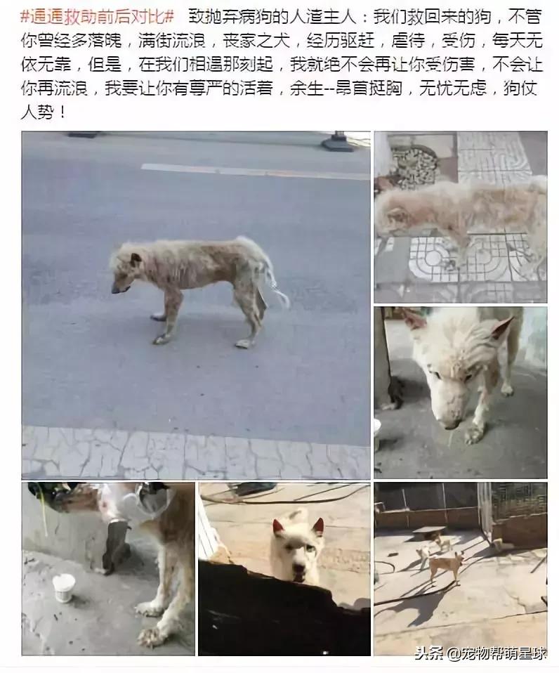 博美小狗被打视频,人们暴打博美犬