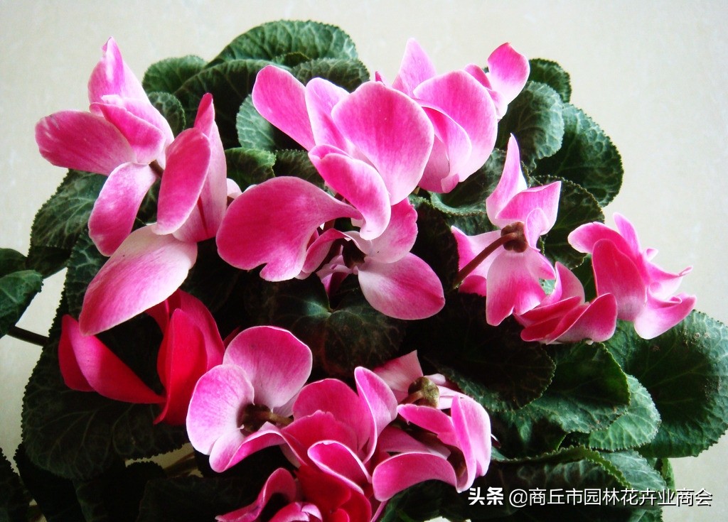 仙客来烂根的处理视频,仙客来种球烂根后怎么重新栽种