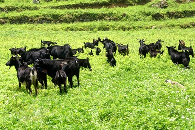 怎么样养山羊才算高科技养羊,如何养殖山羊视频教程全集