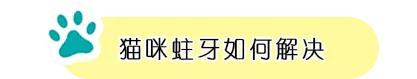 猫咪长蛀牙了需要拔掉吗,猫有蛀牙怎么处理最好