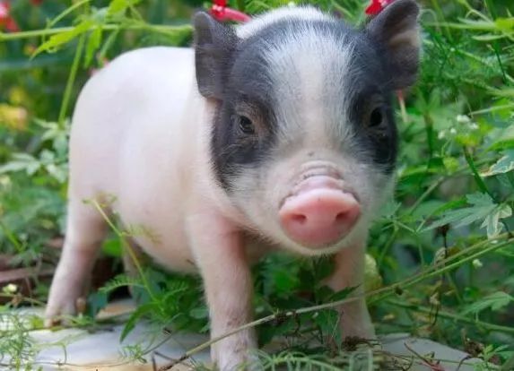 闻名全国，从江香猪个小长不大，曾是贡品，皮薄肉多十里飘香