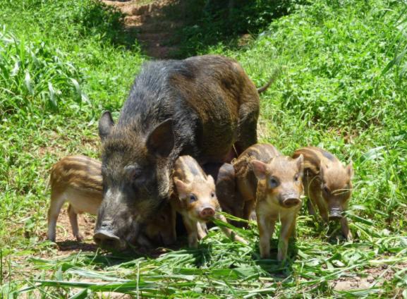 养殖野猪前景怎么样,野猪养殖的前景